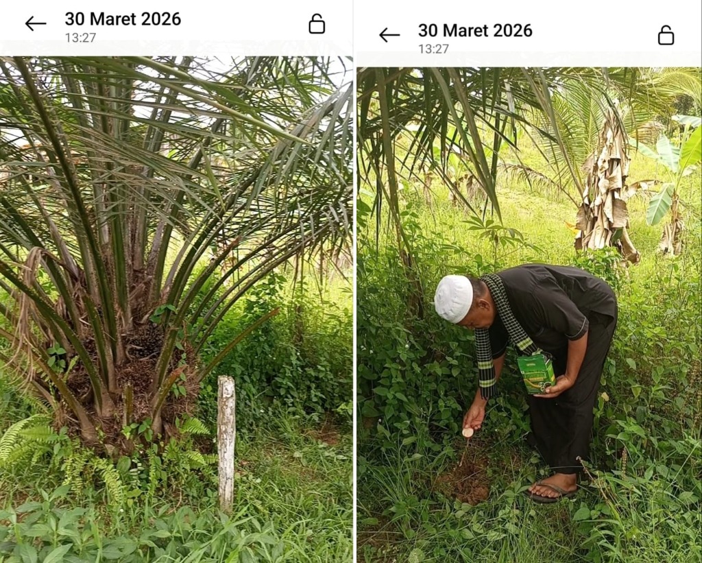 Petani Sawit Mengaplikasikan PEPETANI ZEFA