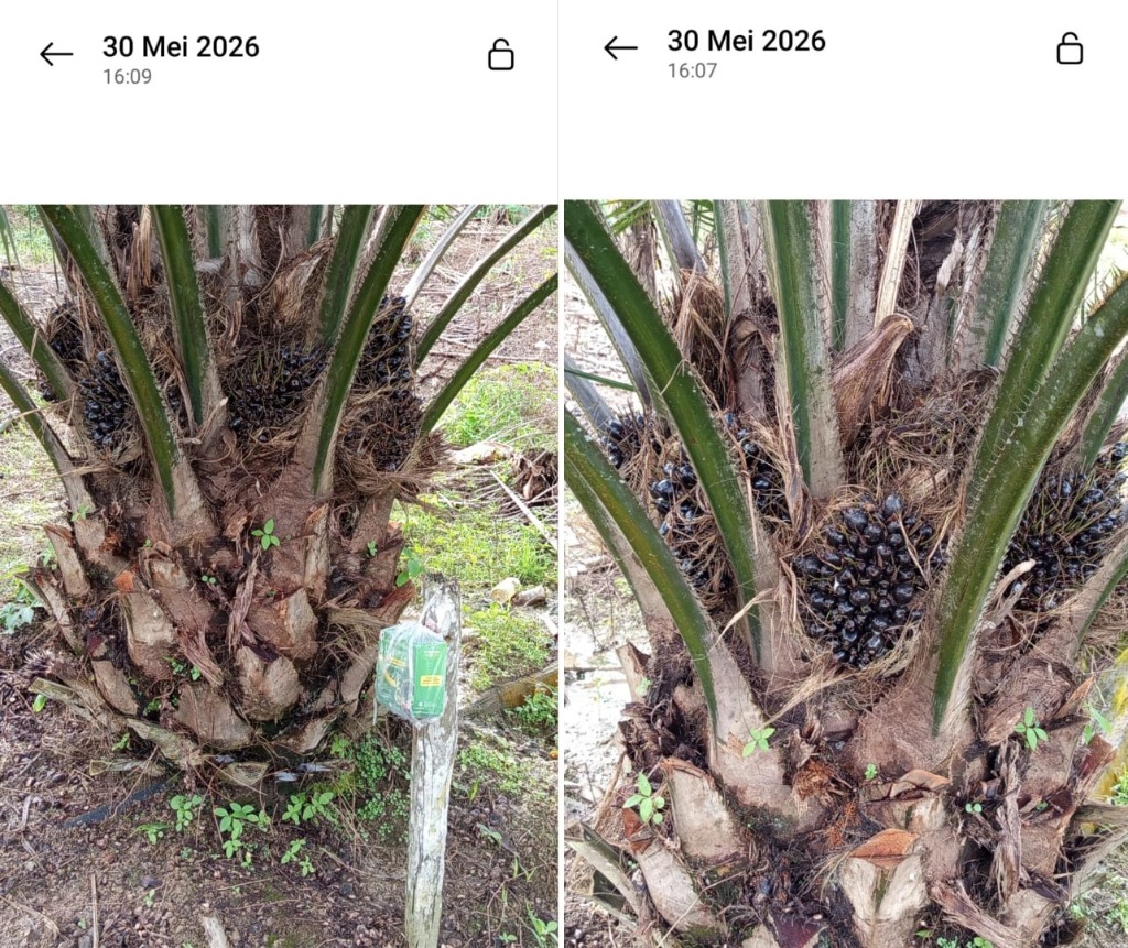 Sawit Berbuah Lebat Pakai PEPETANI ZEFA